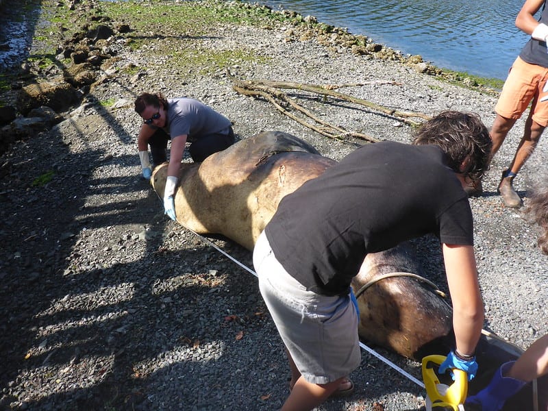 Pearson’s Commitment to Marine Science Supporting the Rebirth of an Educational Institution